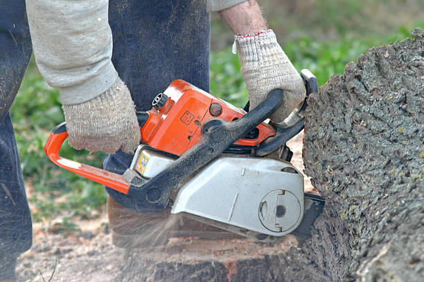  Proctor, VT Tree Removal Services Pros