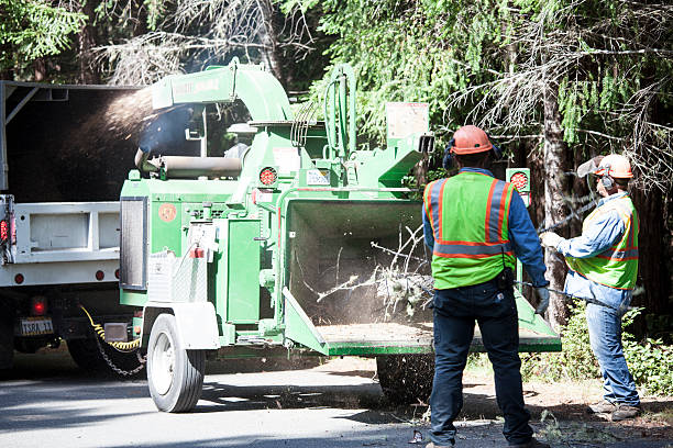 Best Tree and Shrub Care  in Proctor, VT